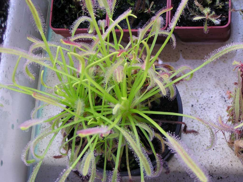 Drosera capensis
