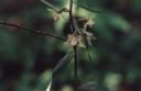 Epipactis_purpurata1-1024~0.jpg