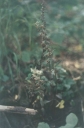 Epipactis_purpurata4-1024~0.jpg