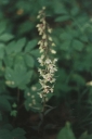 Epipactis_purpurata5-1024~0.jpg