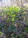EuphorbiaAmygdaloides.jpg