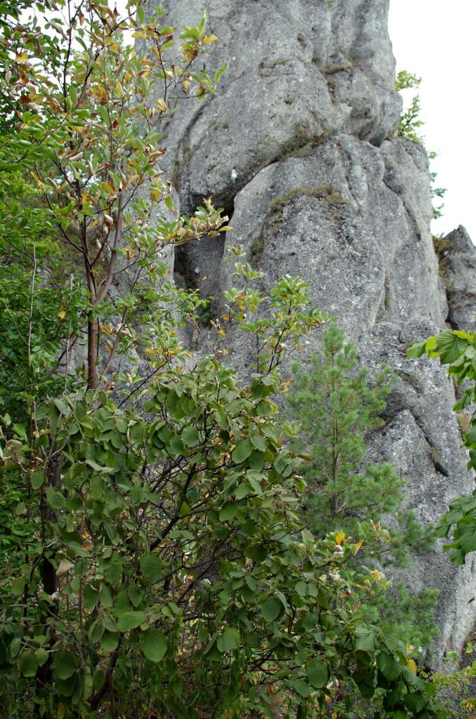 Súlovské skály

