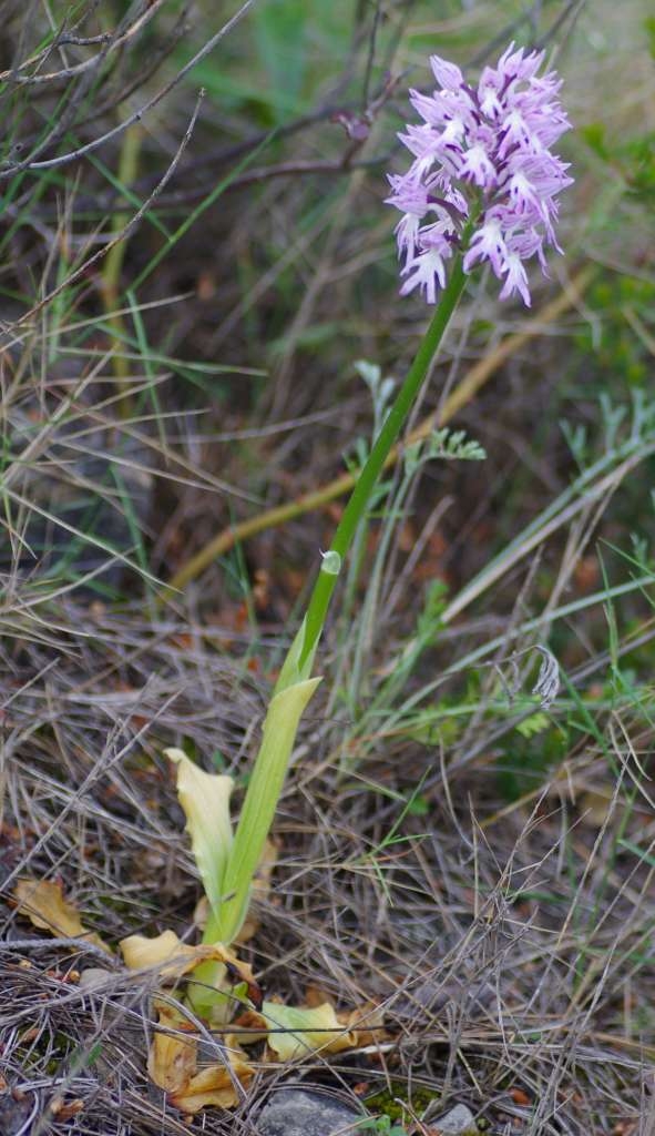 IMGP2945-1024.jpg