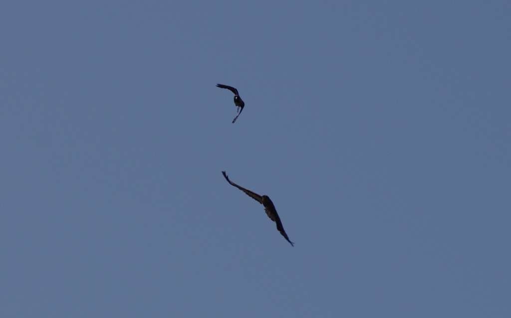 IMGP4298-1024.jpg