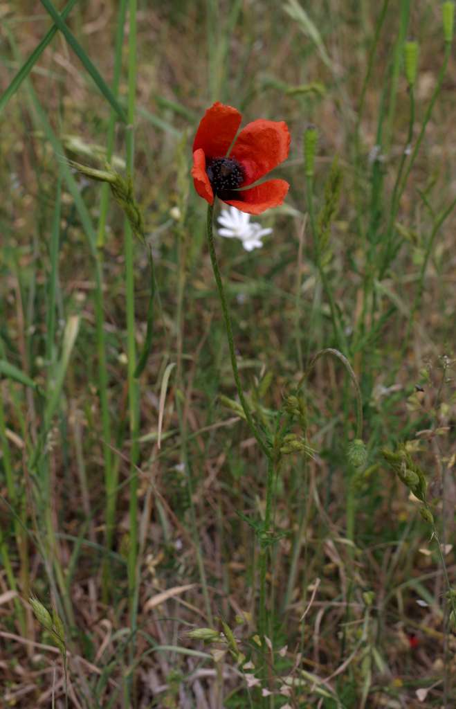 IMGP7799-1024.jpg