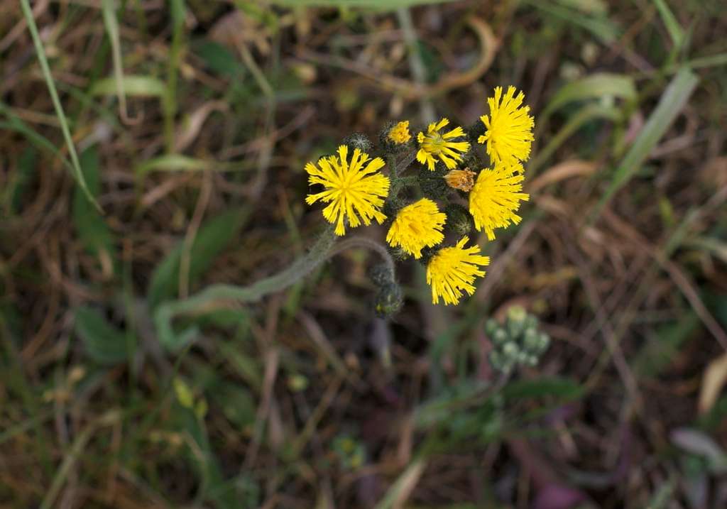 IMGP7801-1024.jpg
