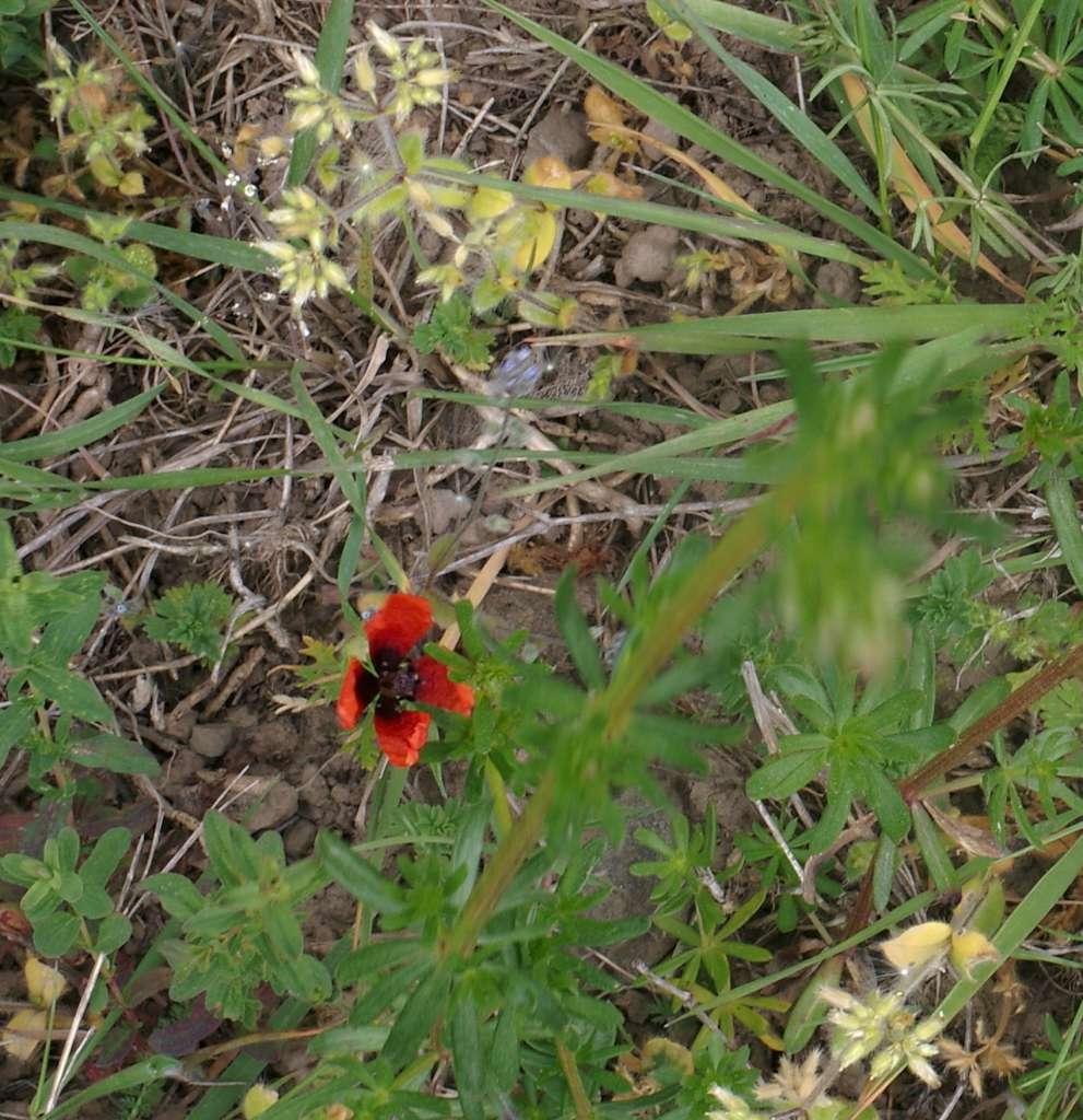 IMGP7828-1024.jpg