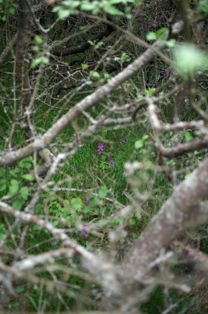 IMGP7942-1024.jpg