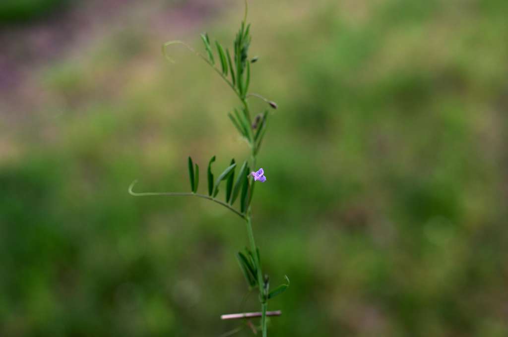 IMGP7976-1024.jpg