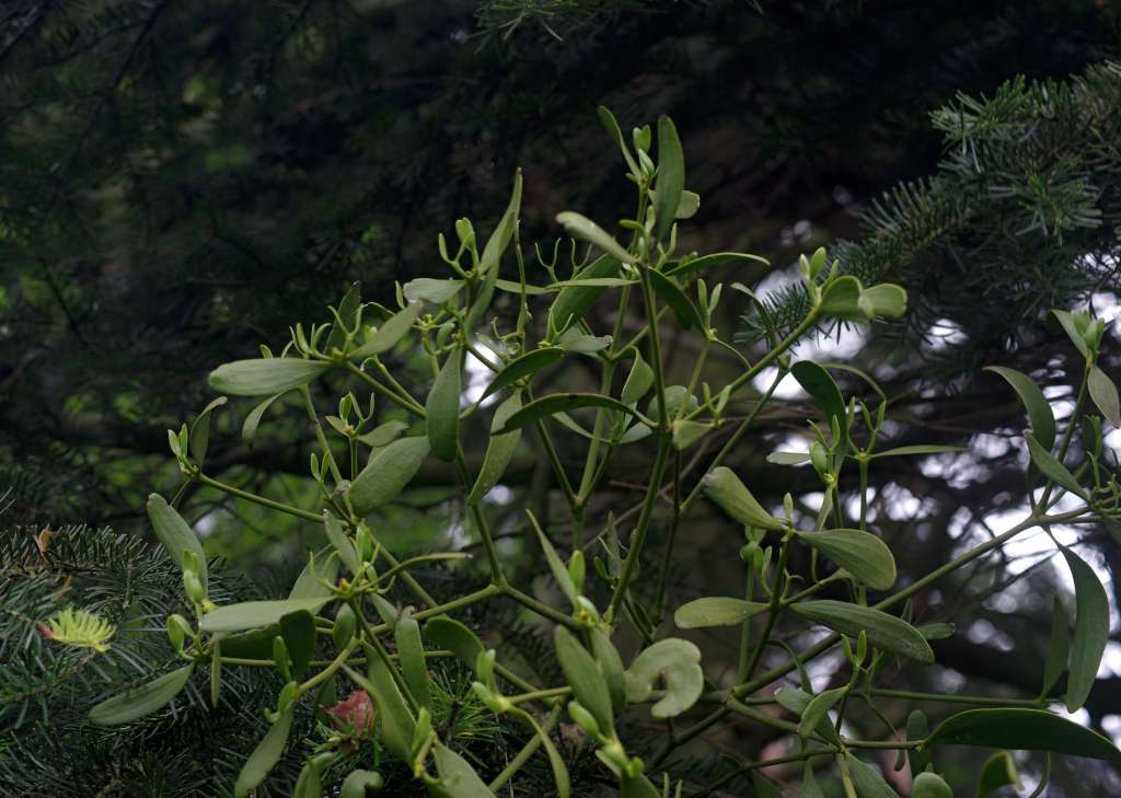 IMGP8050-1024.jpg