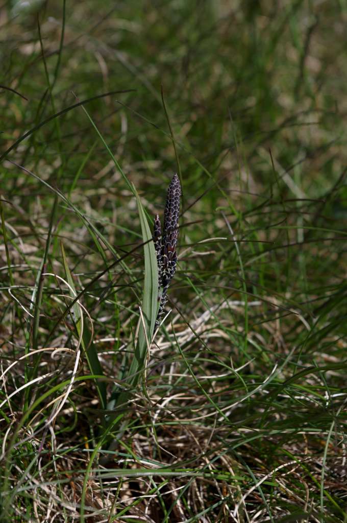 IMGP8149-1024.jpg