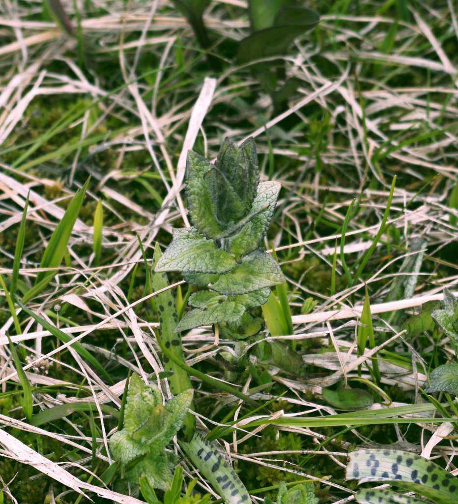 IMGP8230-1024.jpg