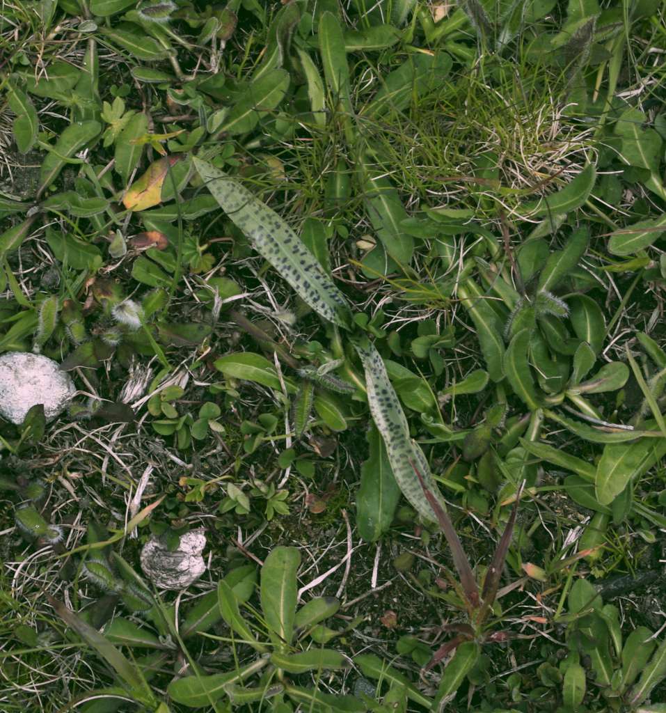 IMGP8300-1024.jpg