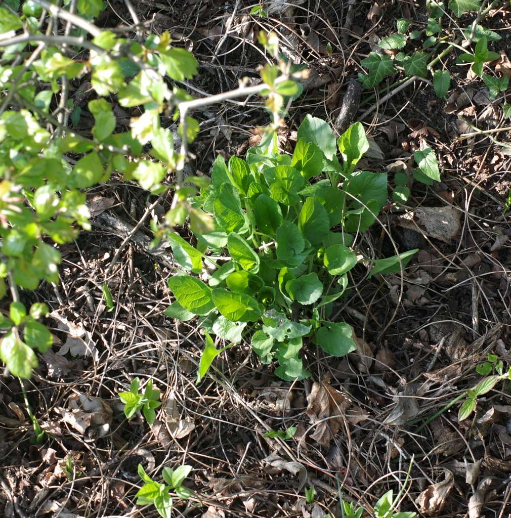 IMGP5472-1024.jpg