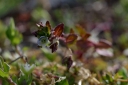 IMGP5553-1024.jpg