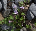 IMGP5556-1024.jpg