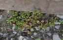 IMGP5608-1024.jpg