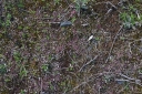 IMGP5626-1024.jpg