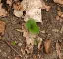 IMGP5737-1024.jpg