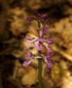 IMGP5828-1024.jpg
