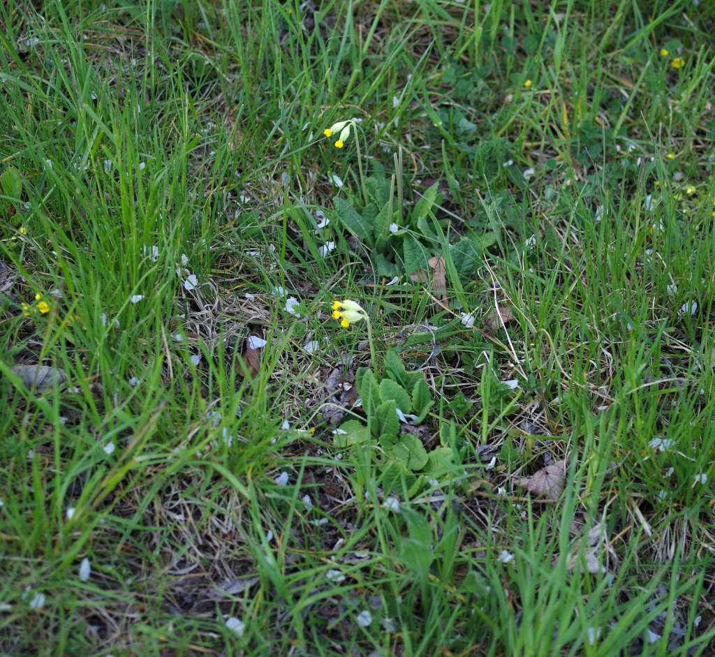 IMGP5886-1024.jpg