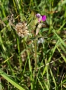 IMGP5906-1024.jpg