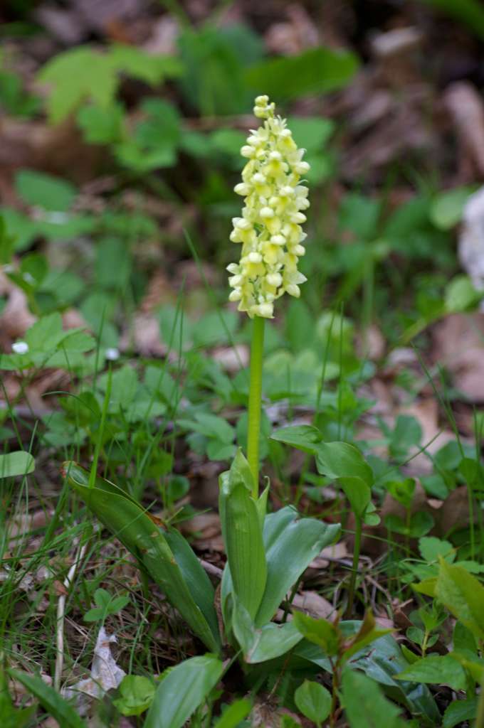 IMGP6013-1024.jpg