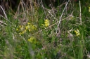 IMGP5960-1024.jpg
