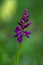 IMGP6031-1024.jpg