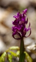 IMGP6059-1024.jpg