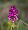 IMGP6106-1024.jpg