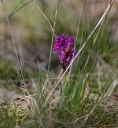 IMGP6110-1024.jpg