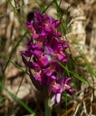 IMGP6118-1024.jpg