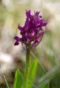 IMGP6125-1024.jpg