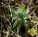 IMGP6127-1024.jpg
