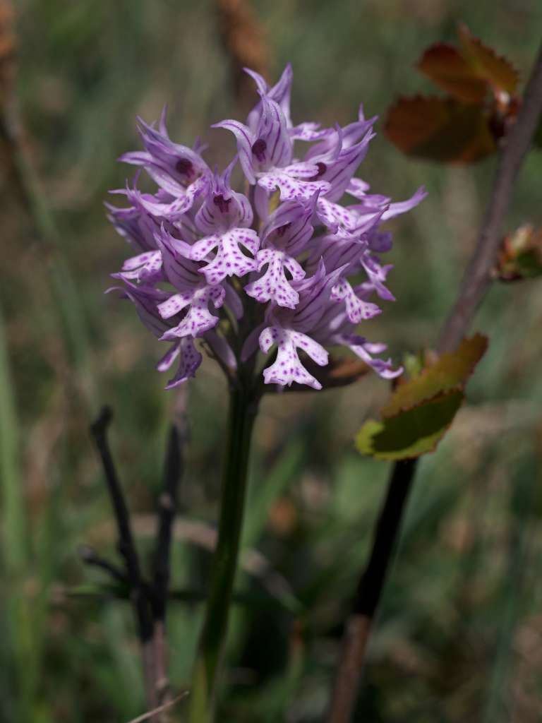 IMGP6879-1024.jpg