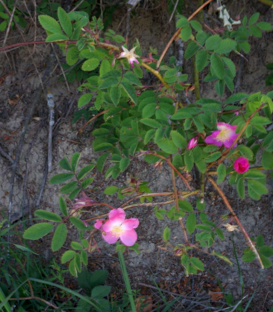 IMGP7390-1024.jpg