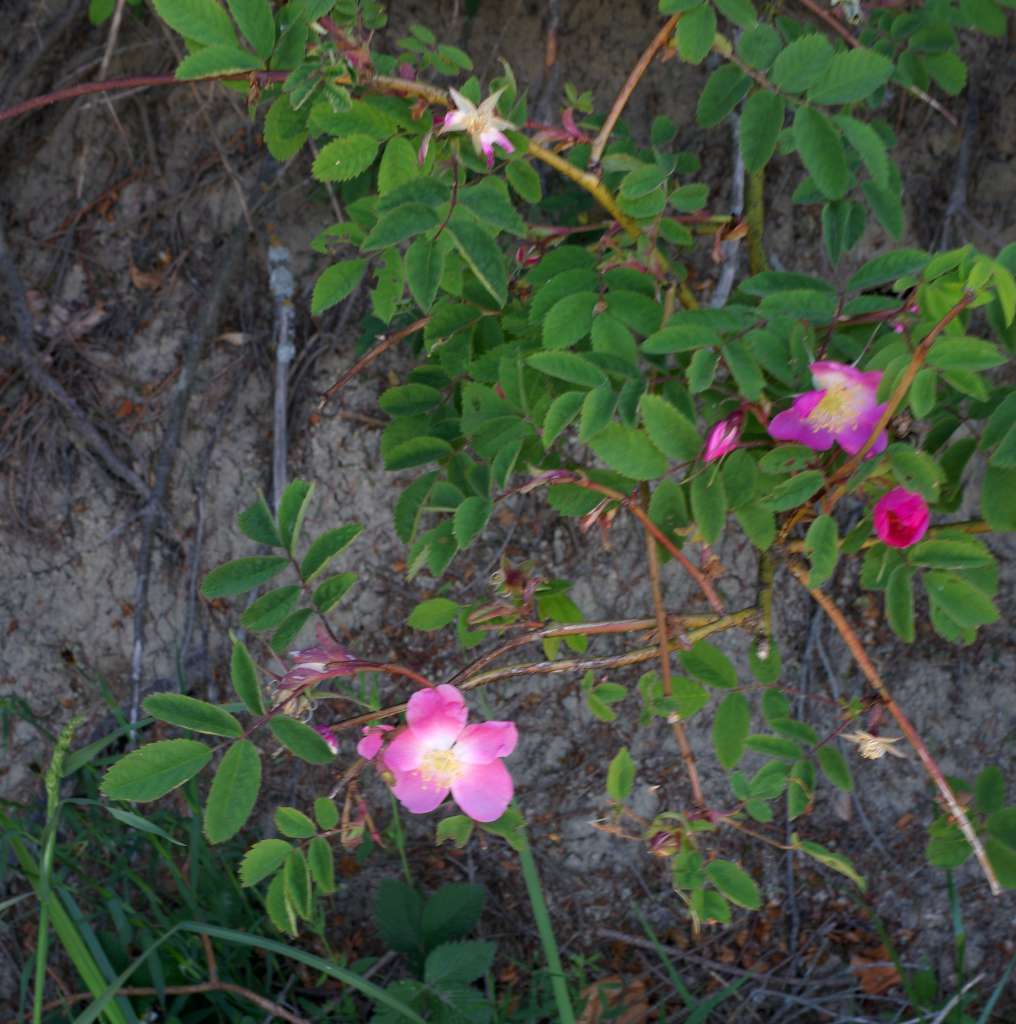 IMGP7391-1024.jpg