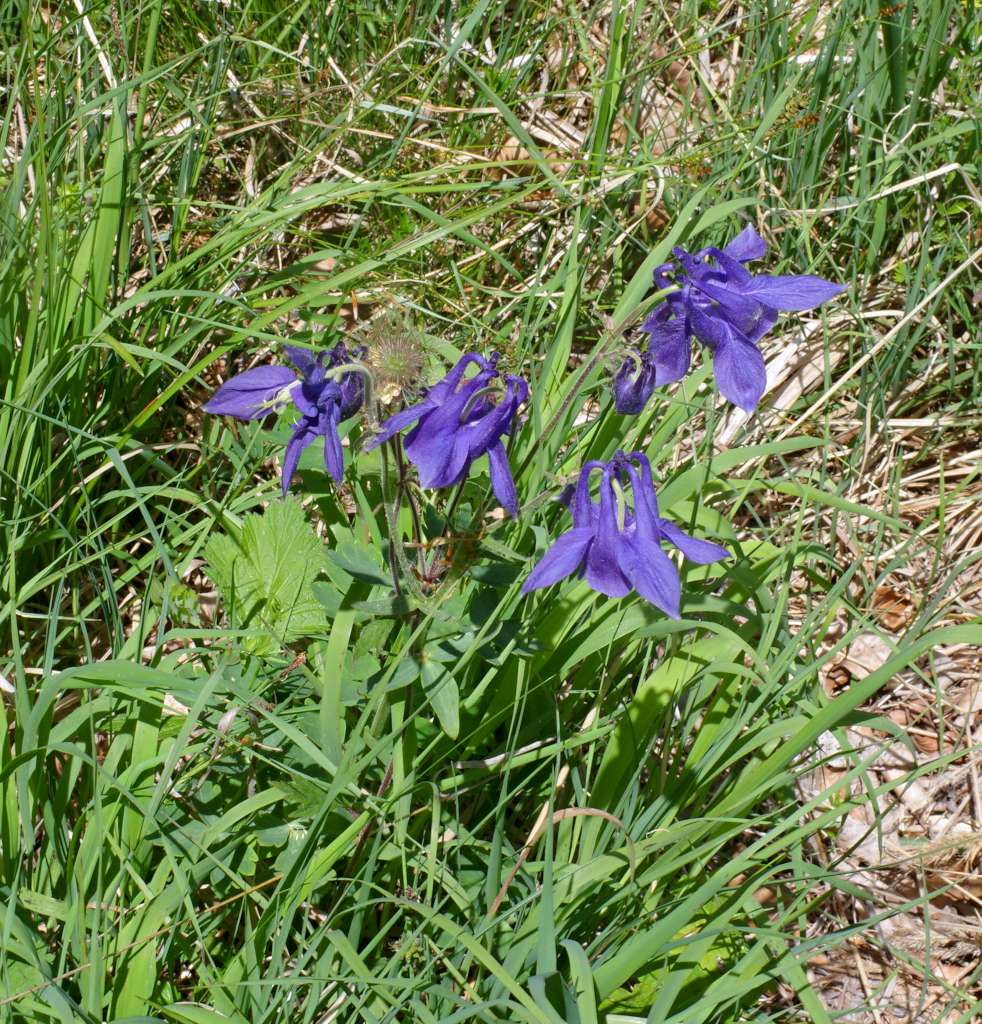 IMGP7430-1024.jpg