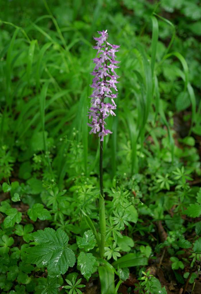 IMGP7781-1024.jpg