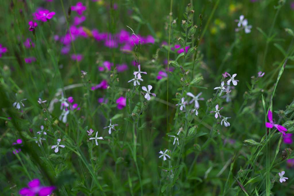 IMGP8813-1024.jpg