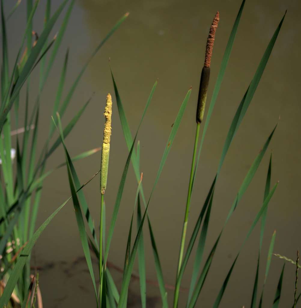 IMGP9051-1024.jpg