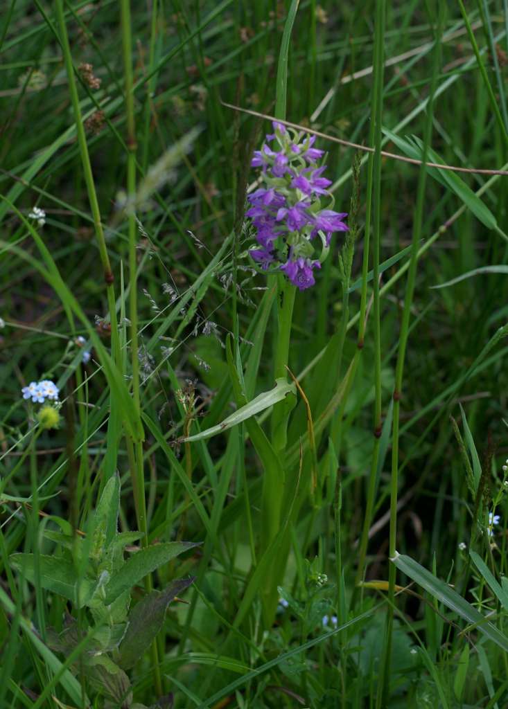 IMGP9069-1024~4.jpg
