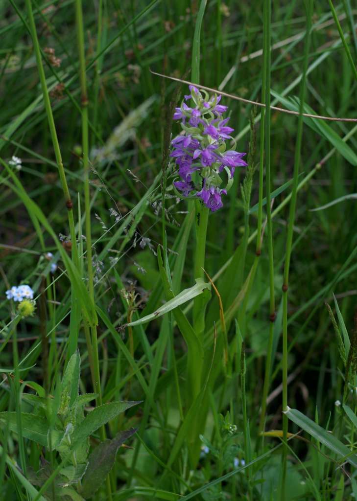 IMGP9070-1024~4.jpg