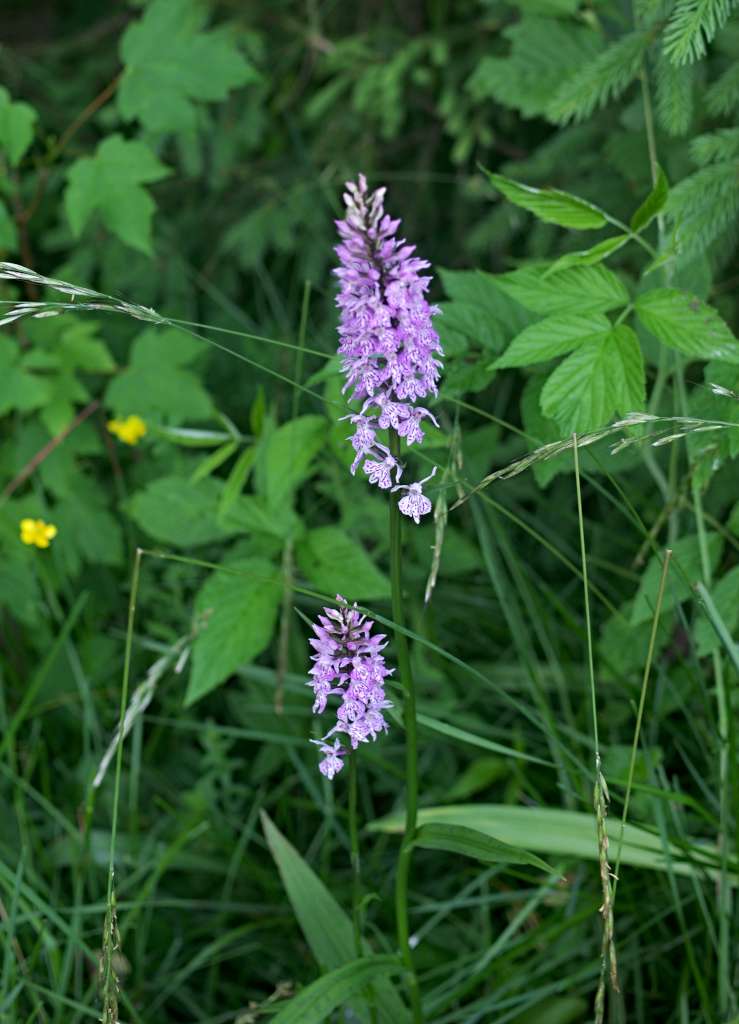 IMGP9080-1024~4.jpg