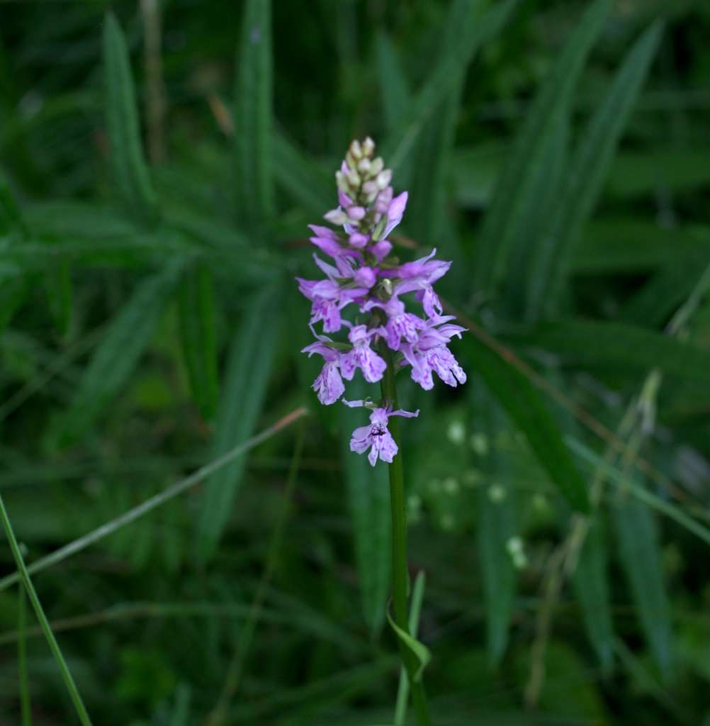 IMGP9082-1024~4.jpg