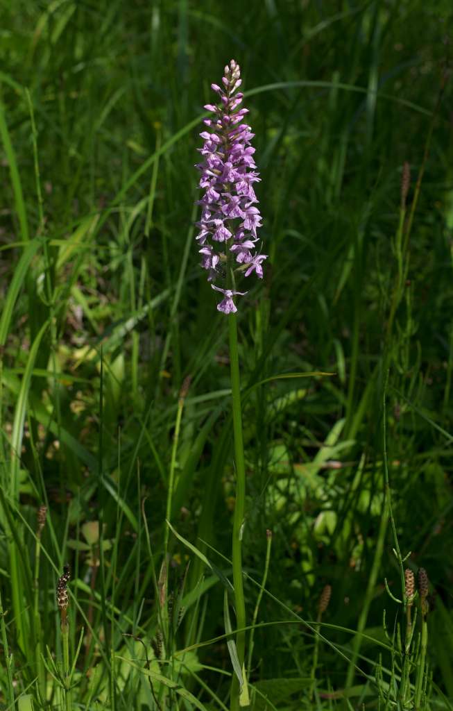 IMGP9098-1024~4.jpg