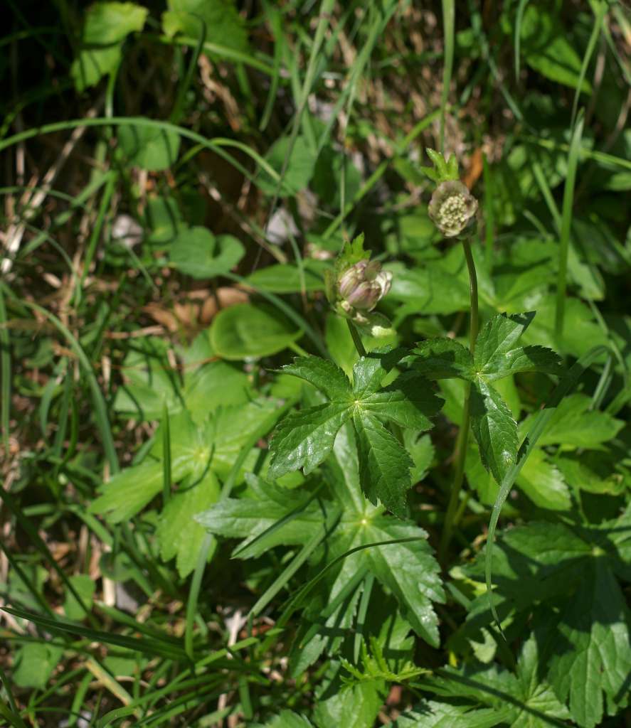 IMGP9217-1024~4.jpg