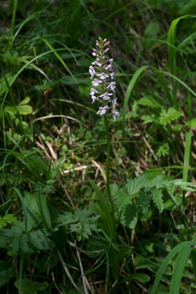 IMGP9229-1024~4.jpg