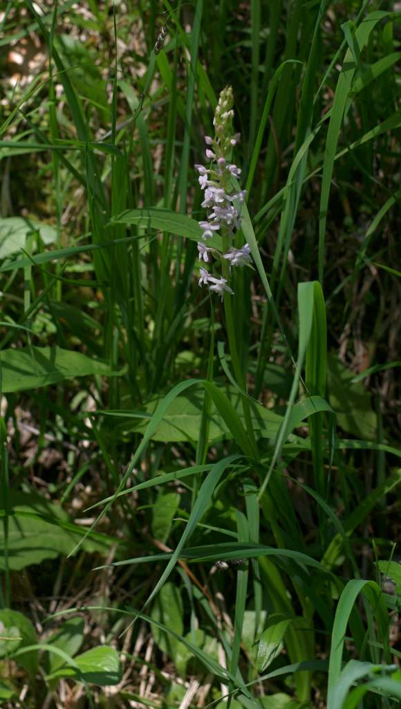 IMGP9230-1024~4.jpg